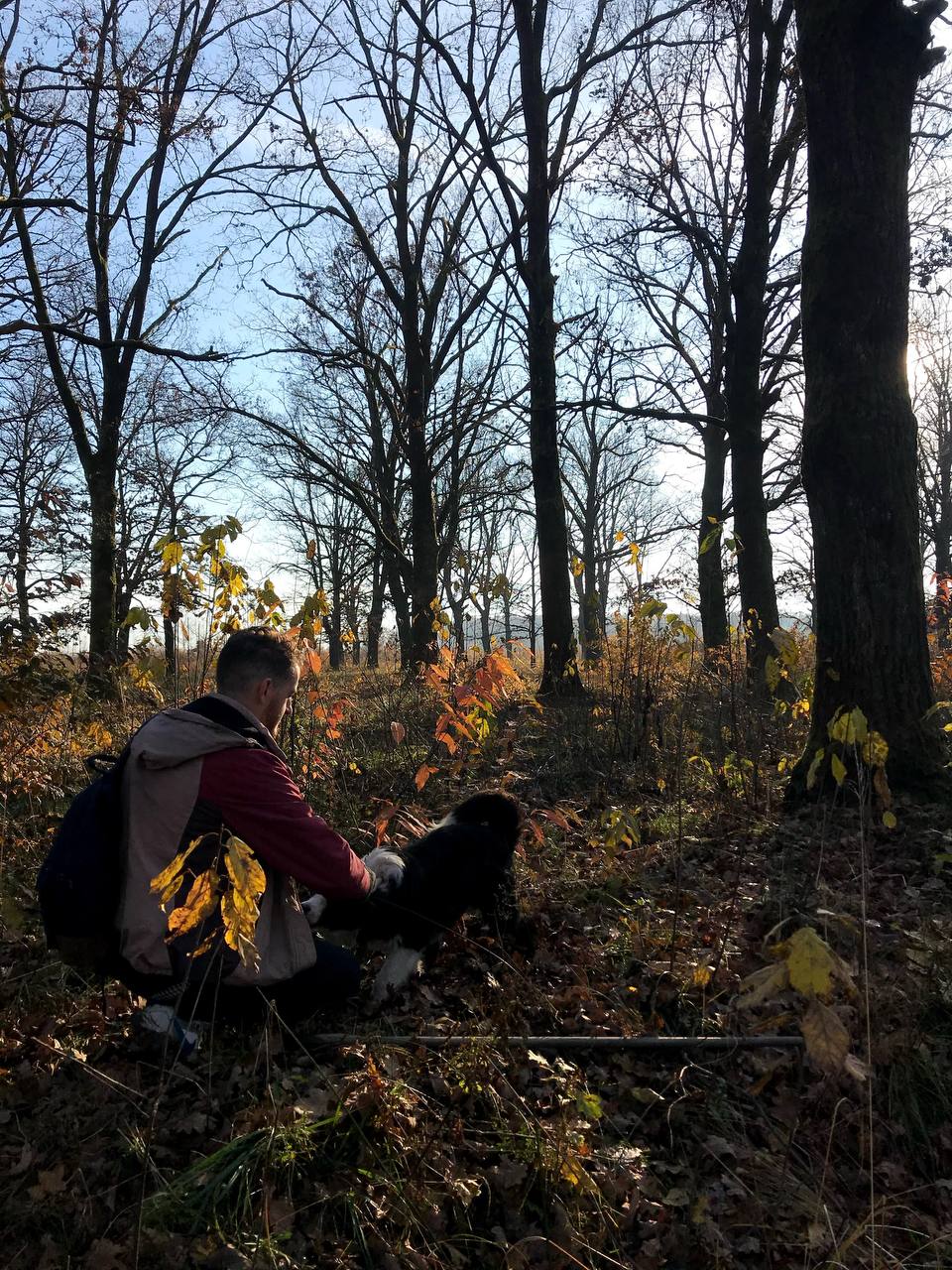 Це стаття не про мене і не про мого пса, але в мене банально інших фото з дубків не має